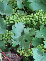 vignoble
