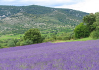 lavendar-hills