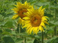 tournesols_2