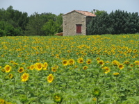 tournesols_1
