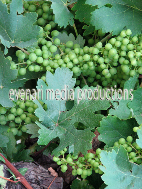vignoble