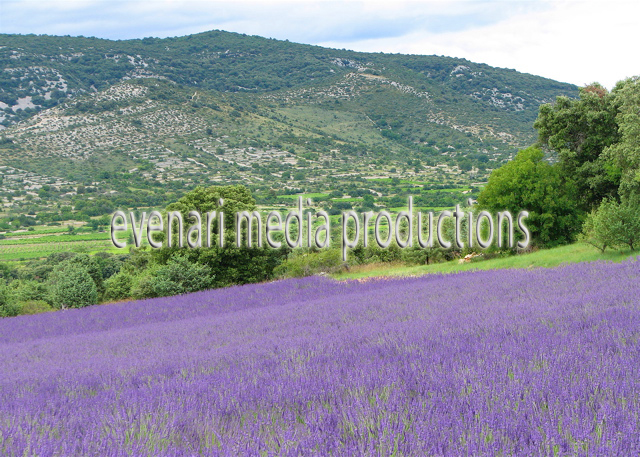 lavendar-hills