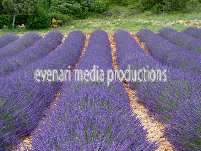 lavande_4
