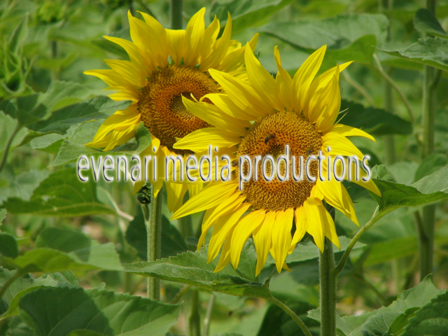tournesols_2