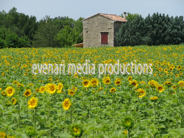 tournesols_1